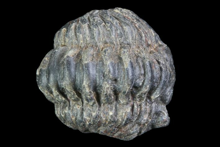 Small Enrolled Acastoides Trilobite Fossil - Morocco #76415